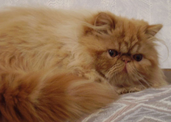 chatte persane anicia