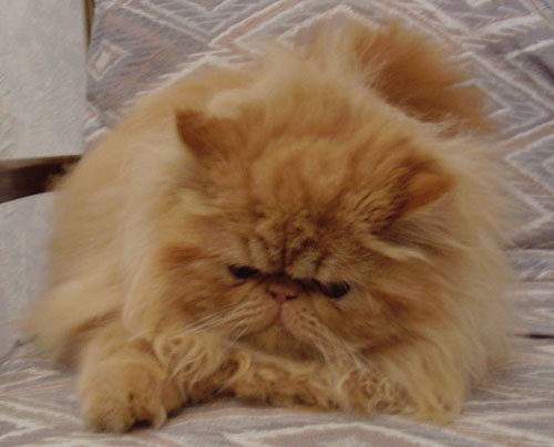 chatte persane anicia