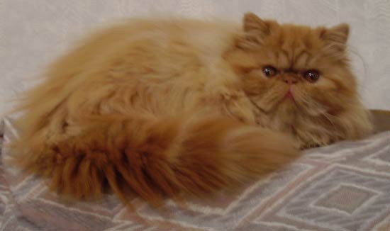 chatte persane anicia