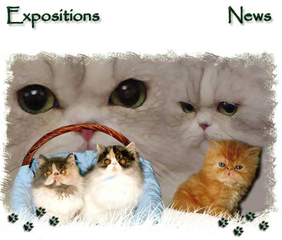 chats persans expositions éleveurs chatons chatterie