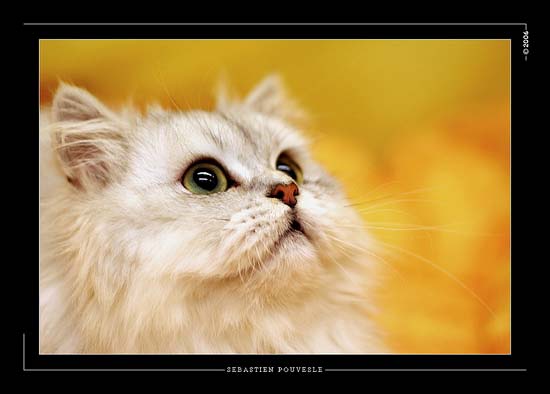 Elevage de persans : chatterie galerie de chatons