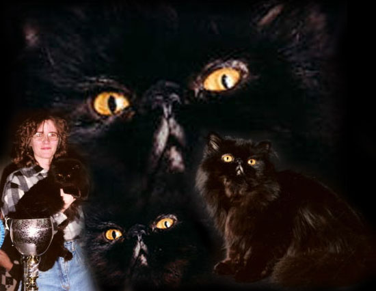 chat persan little