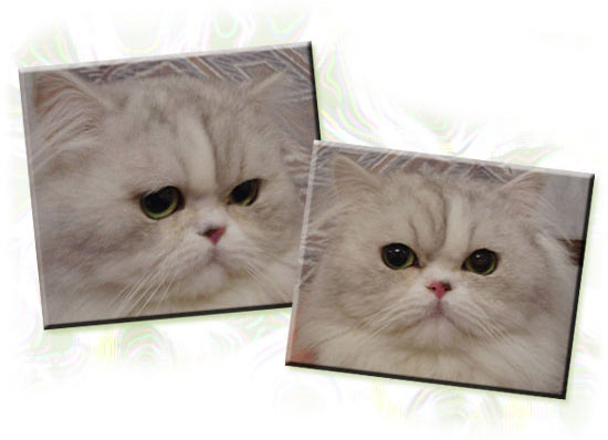 chat persan viking