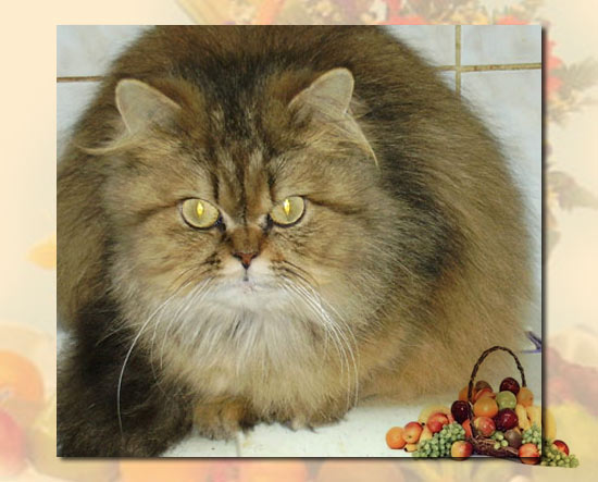 persane chatte chatterie