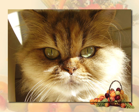 persane chat chatterie