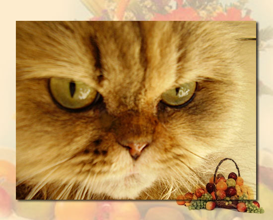 chatte persane Tuty Frutty