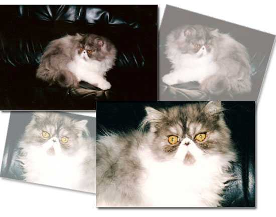 chatte persane pepiote
